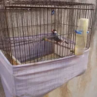 فروش فنج مصری نر مست