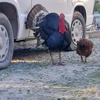 یک جفت بوقلمون سالم سرحال