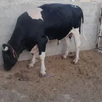 گوساله هلشتاین سرکدار