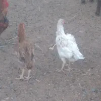 سلام. دو عدد مرغ. لاری. مهاقضه