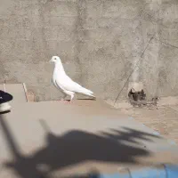 کبوتر باخت رفته|پرنده|آبیک, |دیوار