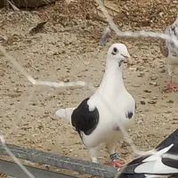 فروشی دوکت سیاه ماده جوان