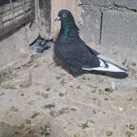 کبوتر|پرنده|گلبهار, شهر جدید گلبهار|دیوار