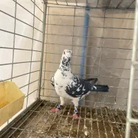 کفتر کشکی|پرنده|یزد, |دیوار