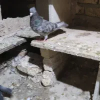 نر سمن کرز|پرنده|کرمانشاه, |دیوار
