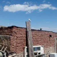 کبوتر شازده وکله زر