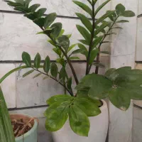 گل های زیبا|گل و گیاه طبیعی|فردیس, خیام شرقی|دیوار