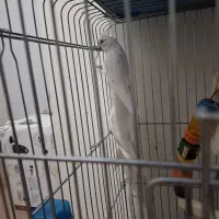 فروش عروس هلندی مولد|پرنده|فردیس, فردیس|دیوار