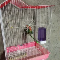 طوطی برزیلی|پرنده|لالجین, |دیوار