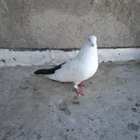 کبوتر رنگی|پرنده|نگین شهر, |دیوار