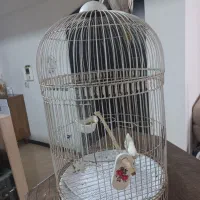 قفس گرد مناسب عروس هلندی کوتوله مینا