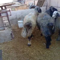 قوچ داشتی|حیوانات مزرعه|شهرضا, |دیوار