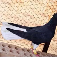 زاغ دم سفید