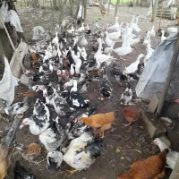 سلام تمام حیوانات با قیمت مناسب به فروش میرسد