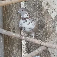 کبوترپرشی|پرنده|قم, زینبیه|دیوار