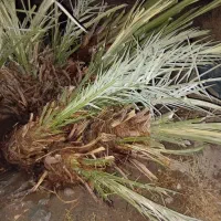 فسیل کلوته ربی