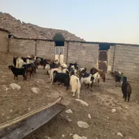 فروش گوسفند داشتی|حیوانات مزرعه|مرودشت, نقش رستم|دیوار