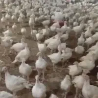 جوجه بوقلمون بیوتی 6فوق سنگین ارسال رایگان