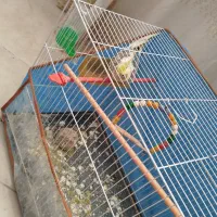 عروس هلندی|پرنده|مشهد, شهرک مهرگان|دیوار