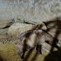 گوسفند و بز|حیوانات مزرعه|دهگلان, |دیوار