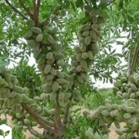 نهالستان باغبان نهال فروشی