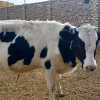 فروش گوساله|حیوانات مزرعه|نصر آباد, |دیوار