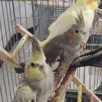 عروس هلندی پنج عدد|پرنده|حمیدیا, |دیوار