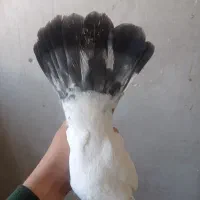 کبوتر پرشی