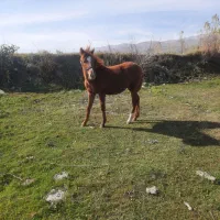 کره ۵ ماهه اصیل