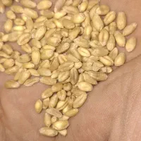 گندم آبی رقم میهن
