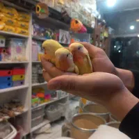 طوطی برزیلی