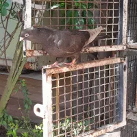 سه عدد کبوتر