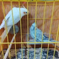 عروس هلندی|پرنده|تربت‌حیدریه, باغ ملی|دیوار