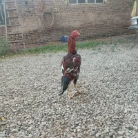 جوجه افغان