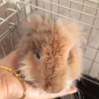 خرگوش لپ|موش و خرگوش|بهبهان, |دیوار