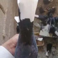 کبوتر|پرنده|مرودشت, گندم‎|دیوار