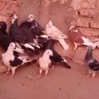 ۲۰کبوتر|پرنده|شیراز, بازار|دیوار