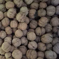 فروش گردو امساله