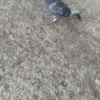 ابلغ اهوازی نسل بتن نر|پرنده|هامون, |دیوار