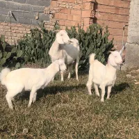 بز سانن|حیوانات مزرعه|بندر ترکمن, |دیوار