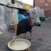 بوقلمون 5 ماه نژاد برنز نر|حیوانات مزرعه|بجنورد, |دیوار