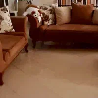 مبل راحتی شیک و مدرن و میزناهارخوری چوبی مجزا|مبلمان خانگی و میز عسلی|مشهد, هنرستان|دیوار