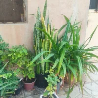 گل و گیاه آپارتمانی|گل و گیاه طبیعی|سبزوار, زینبیه|دیوار