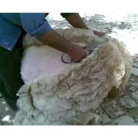 پشم بره
