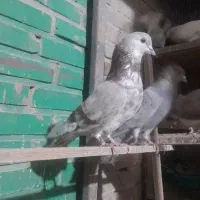 کبوتر گمشده