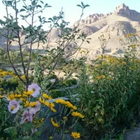 باغ سنددارکنتوراب برق وگاز