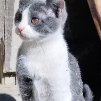 گربه گمشده در پیرانشهر