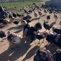 بوقلمون برنز نر گوشتی و داشتی