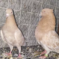 چندجفت کفترنروماده|پرنده|بندرعباس, |دیوار