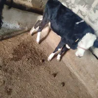 گوساله ماده|حیوانات مزرعه|زاغه, |دیوار